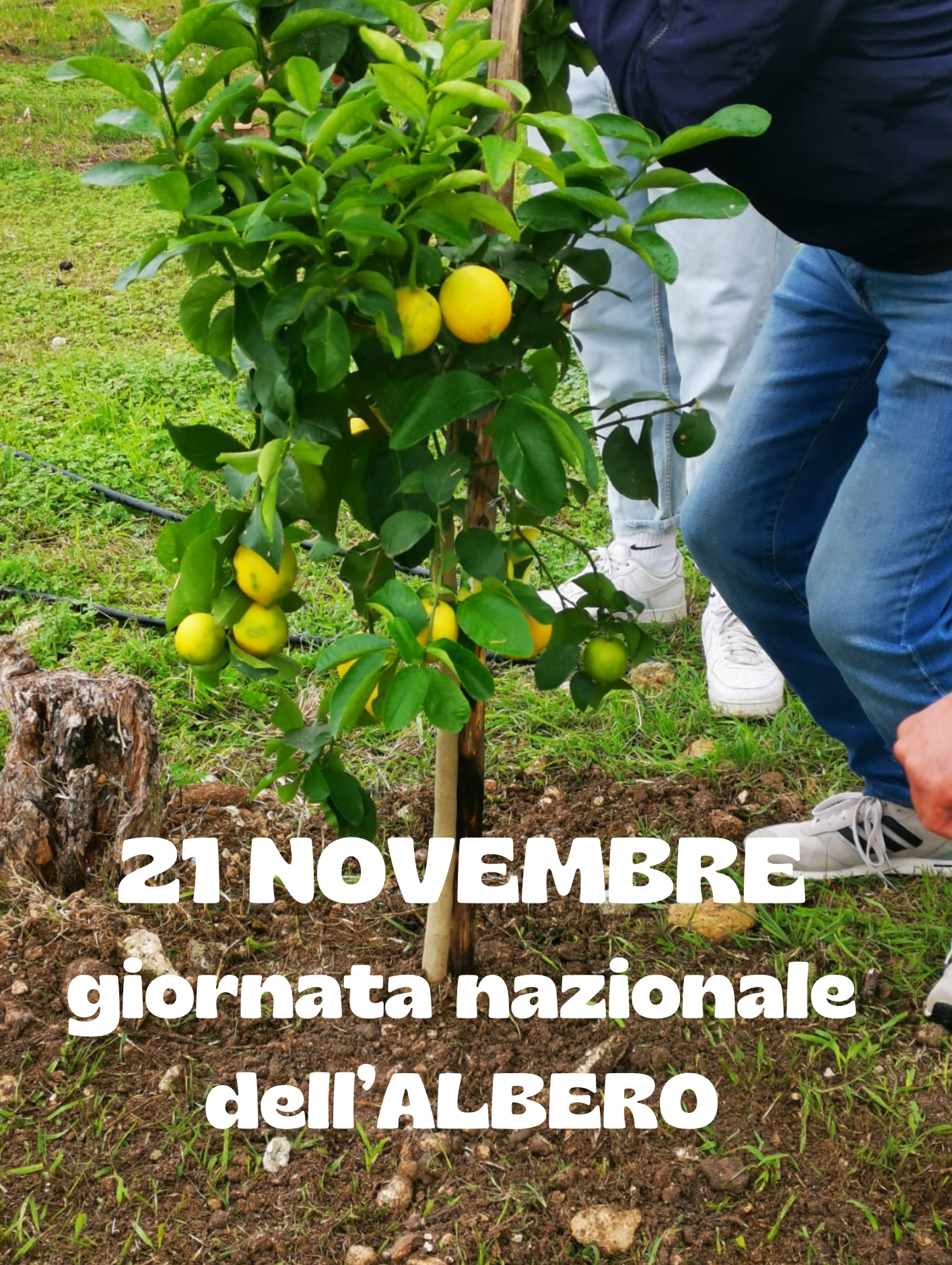 GIORNATA NAZIONALE DELL’ALBERO – SCUOLA SECONDARIA DI PRIMO GRADO